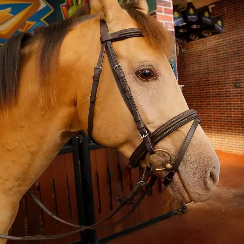 Brown horse wearing a bridle in an indoor setting with colorful walls.