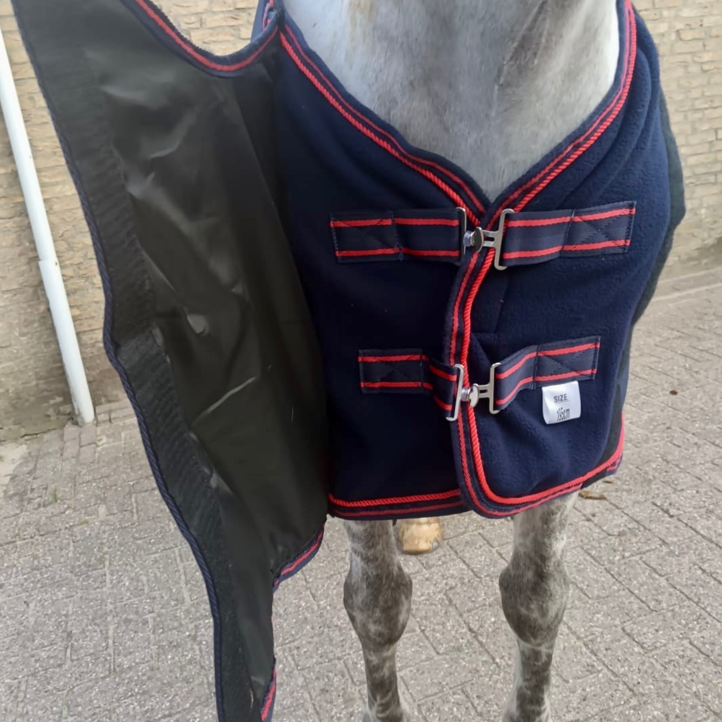 Navy blue horse blanket with red trim on a horse